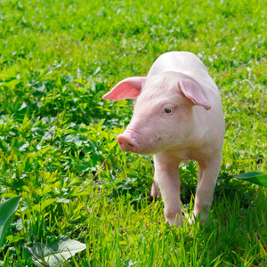 可笑的小猪，在绿色的草地上