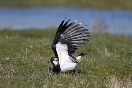 北田凫，vanellus vanellus