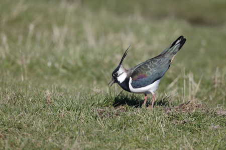 北田凫，vanellus vanellus