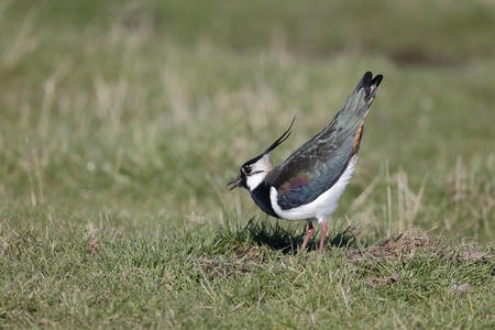 北田凫，vanellus vanellus