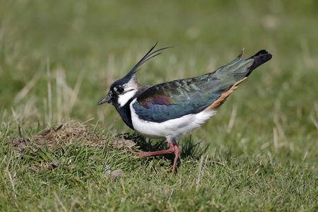 北田凫，vanellus vanellus