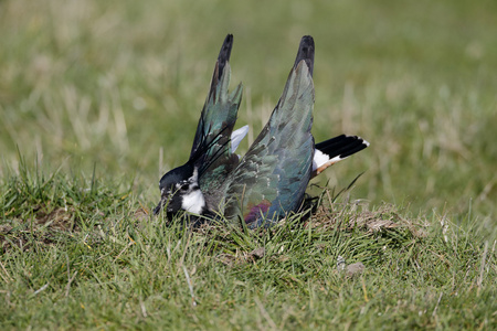 北田凫，vanellus vanellus