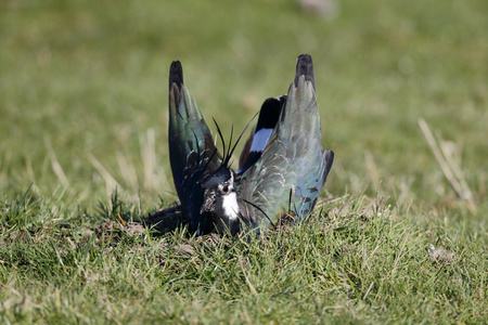 北田凫，vanellus vanellus