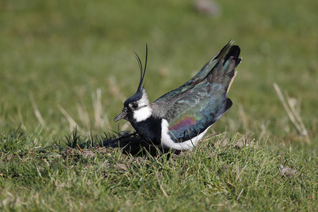 北田凫，vanellus vanellus