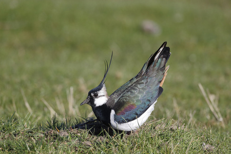 北田凫，vanellus vanellus