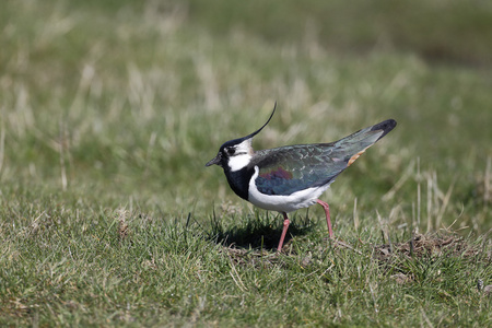 北田凫，vanellus vanellus