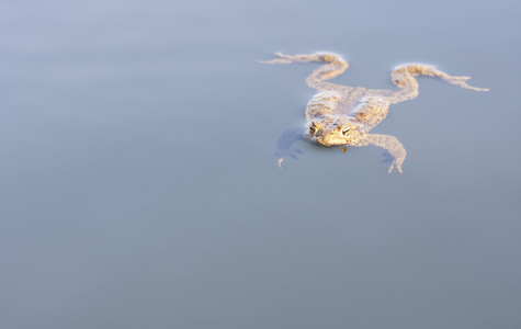 大的棕色青蛙在水中游泳照片