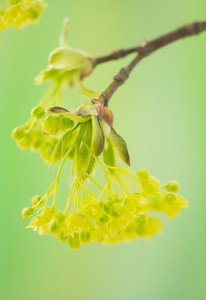 宏碁 pseudoplatanus