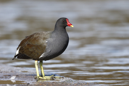 moorhen，gallinula chloropus