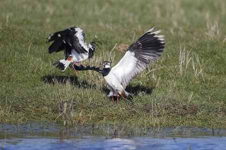 北田凫，vanellus vanellus