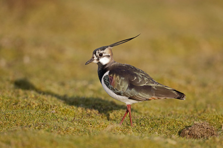 北田凫，vanellus vanellus