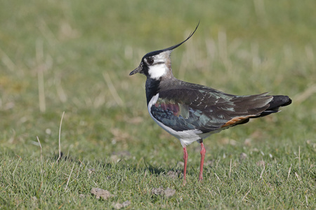 北田凫，vanellus vanellus