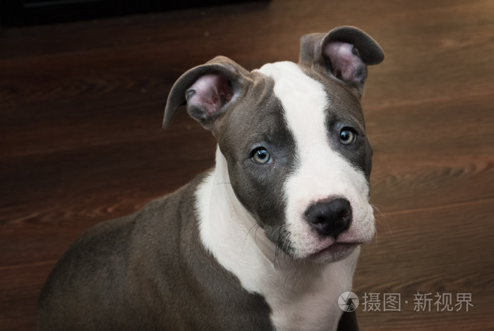 坐在棕色的地板上的白色和灰色的比特犬照片 正版商用图片1fh2zn 摄图新视界 坐在棕色的地板上的白色和灰色的比特犬照片 正版商用图片1fh2zn 摄图新视界