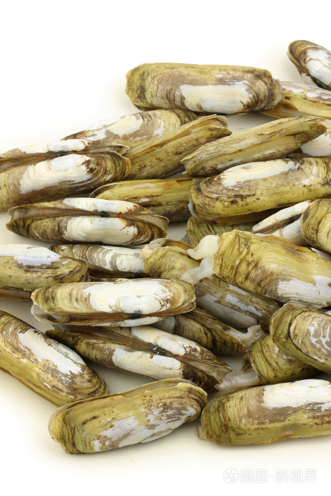 3888px发票合同问题/海洋贝壳蛏子堆查看作者其他作品查看更多>蛏子堆