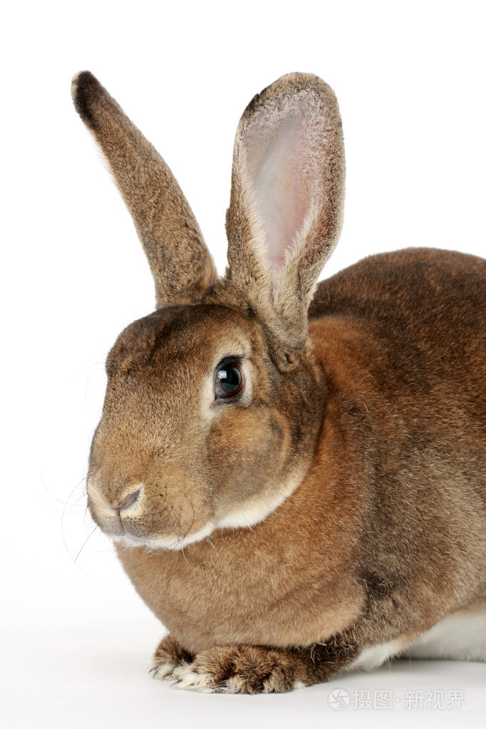 大耳朵的兔子