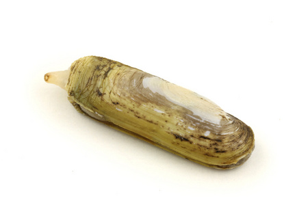 剃刀鱼图片-剃刀鱼素材-剃刀鱼插画-摄图新视界