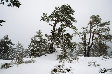 在马德里山白雪皑皑的丛林