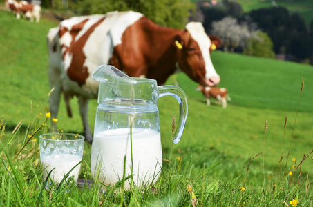 牛奶和奶牛图片