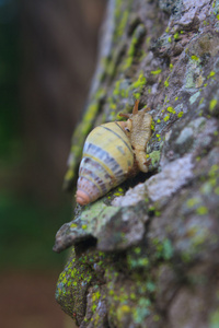 蜗牛在树干树