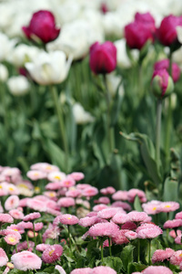 雏菊和郁金香花自然背景