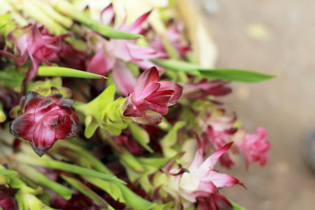 暹罗郁金香花卉市场