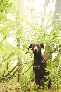 杜宾犬 pinsher 在日落的性质