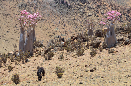 也门索科特拉岛，瓶子树 沙漠玫瑰试管 高原牧觅佳野