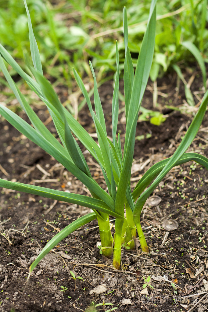 土壤上生长的绿色大蒜