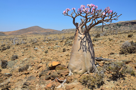 也门索科特拉岛，瓶子树 沙漠玫瑰试管 高原牧觅佳野