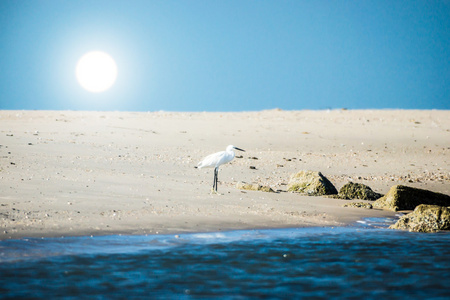 白鹭在海岸