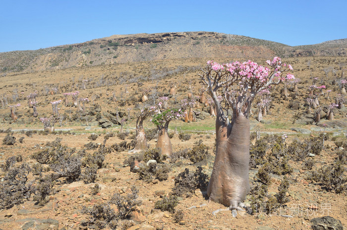 也门索科特拉岛,瓶子树 (沙漠玫瑰-试管) 高原牧觅佳野