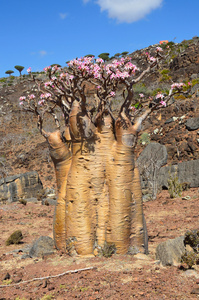 也门索科特拉岛，瓶子树 沙漠玫瑰试管 diksam 高原
