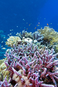 在热带海洋上蓝色的水背景的底部的硬珊瑚紫鹿角珊瑚礁