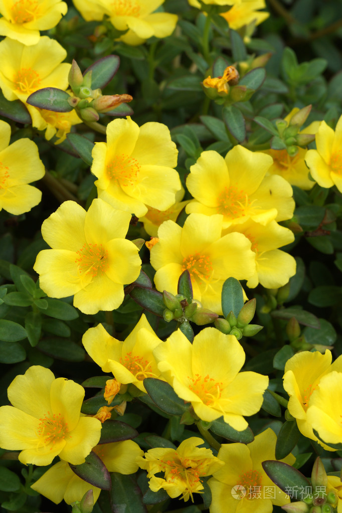 马齿苋花在花园里