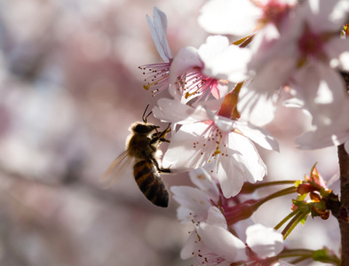 蜜蜂在一朵春花的樱桃