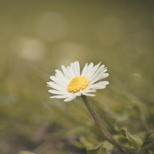 雏菊花