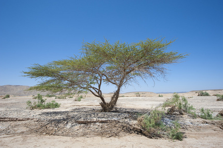 撒哈拉沙漠景观中的金合欢树