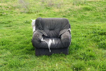 在绿色的田野把旧椅子