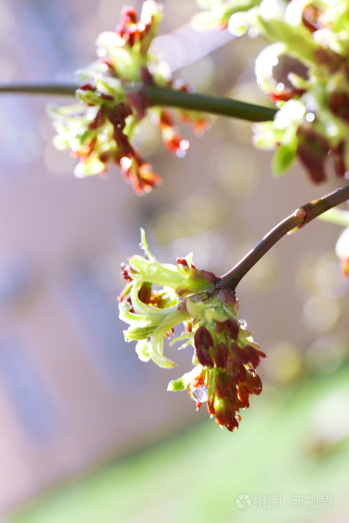 美丽的春天的小枝在户外