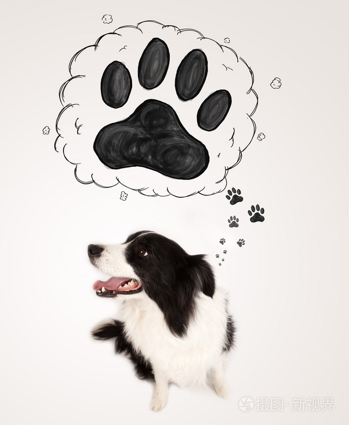 与她头上方爪子可爱的边境牧羊犬