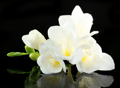 个在黑色背景上的精致小苍兰花相似素材图片