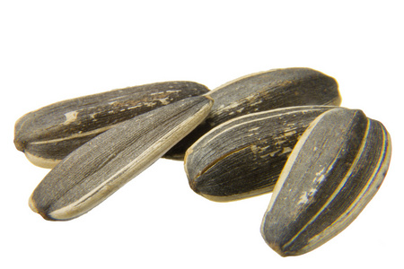 白色的瓜子图片