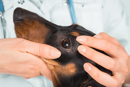 兽医检查的腊肠犬的眼睛