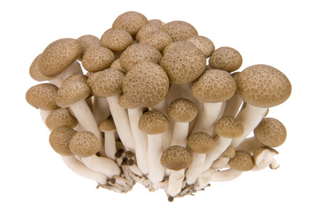 圆锥真姬菇真姬菇照片