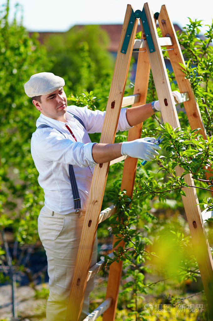 园丁修剪整枝一棵树