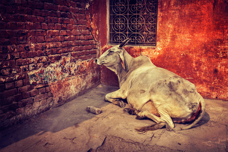 印度牛在街