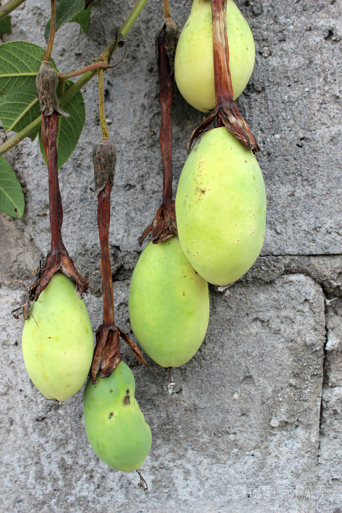 在藤上的多变水果