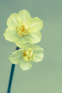 黄色的水仙花花