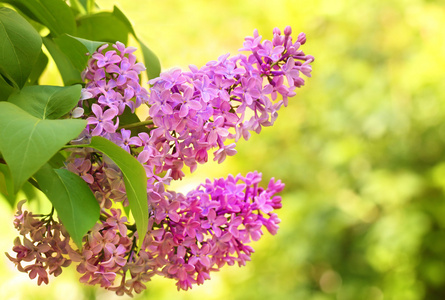 紫丁香花盛开