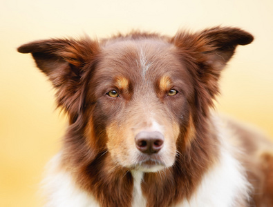 棕色的边境牧羊犬